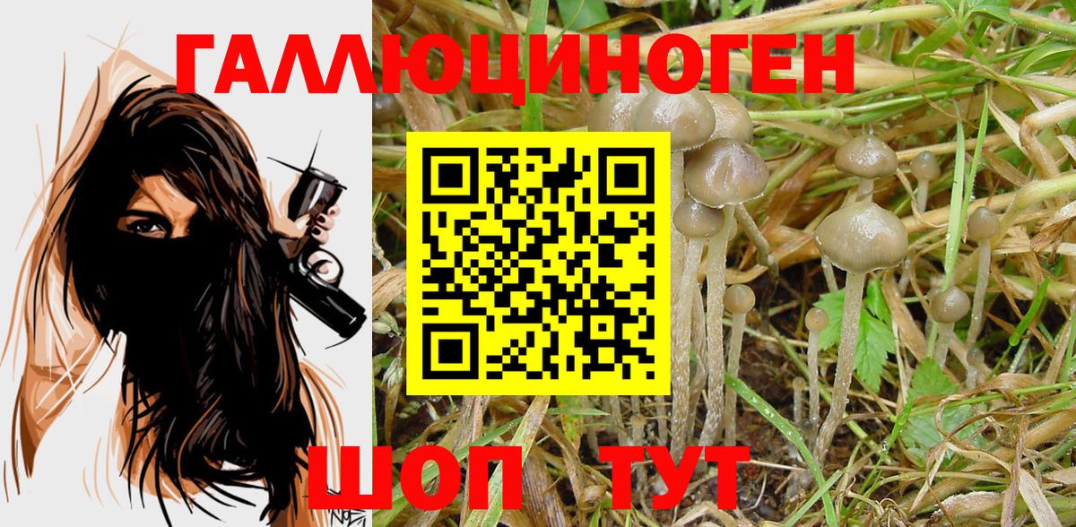 Псилоцибиновые грибы мицелий  Псилоцибиновые грибы GOLDEN TEACHER  Абакан  Вход с VPN 